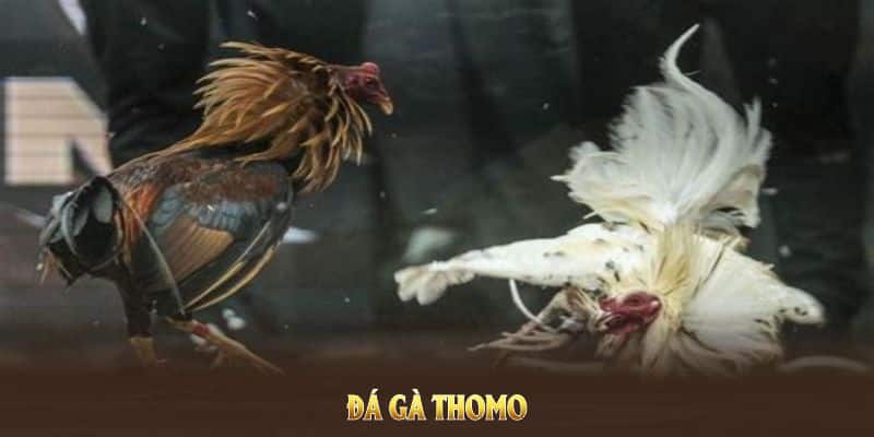Đá Gà Thomo Tại 23win
